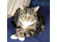 avatar cat 5.jpg